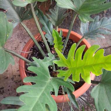 Thaumatophyllum xanadu syn. Philodendron xanadu, Philodendron 'Xanadu', Philodendron 'Winterbourn'