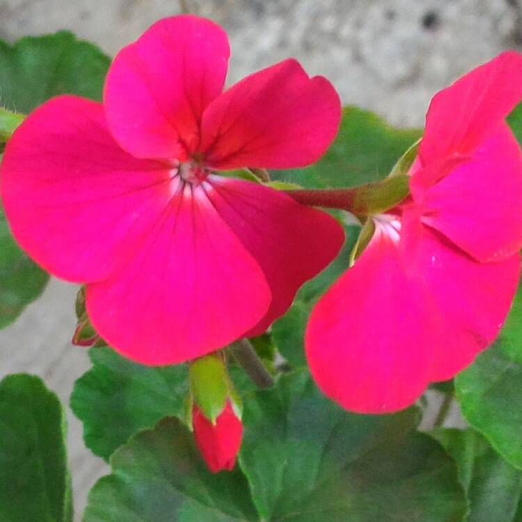 Plant image Pelargonium 'Savannah Hot Pink Sizzle' (Savannah Series)