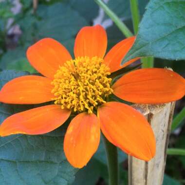 Tithonia rotundifolia 'Torch'