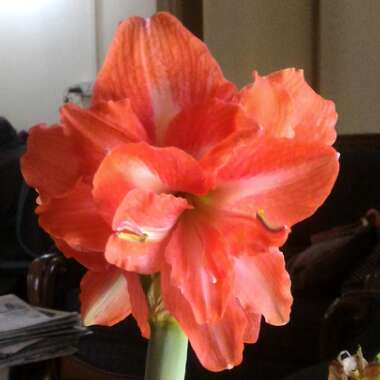 Hippeastrum