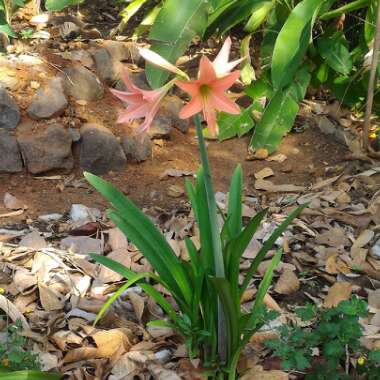 Hippeastrum