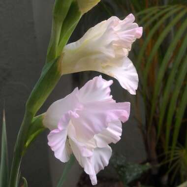 Gladiolus