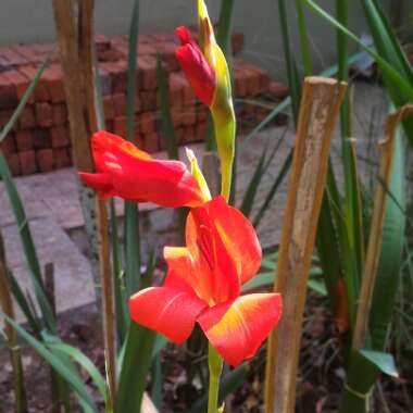 Gladiolus