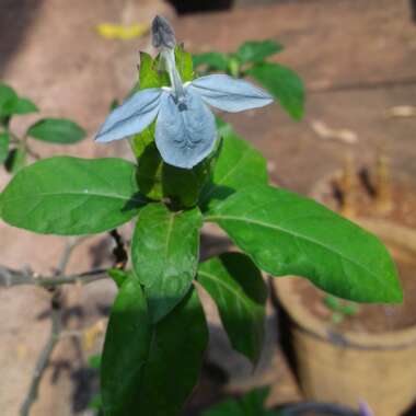 Crossandra infundibuliformis 'Green Ice'