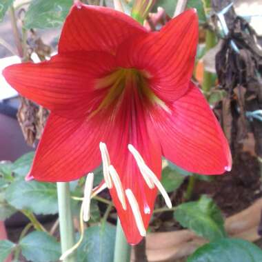 Hippeastrum