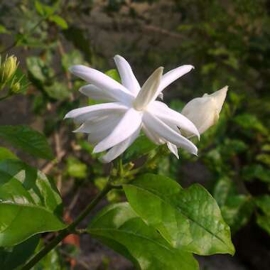 Jasminum sambac 'Madanban'