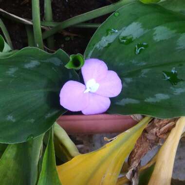 Kaempferia Pulchra 'Silver Dust'