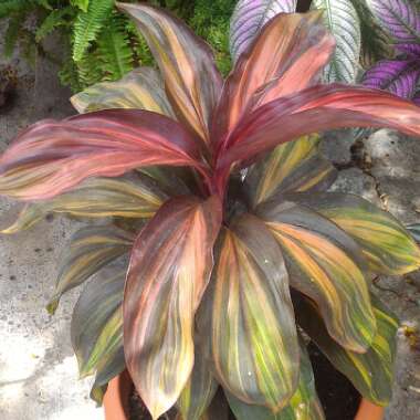 Cordyline fruticosa 'Chocolate Queen'