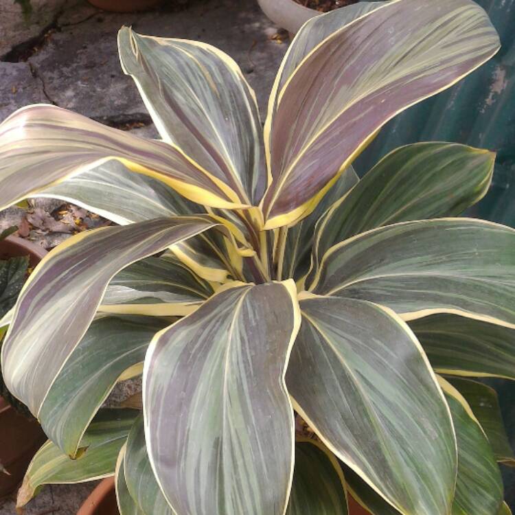 Plant image Cordyline Fruticosa 'Mocha Latte'