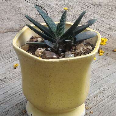 Gasteria bicolor var. 'Liliputana'