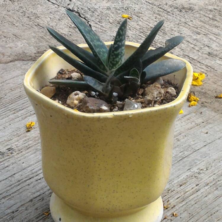 Plant image Gasteria bicolor var. 'Liliputana'