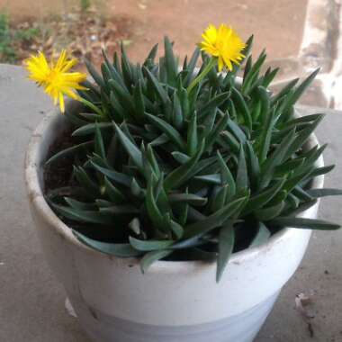 Delosperma nubigenum