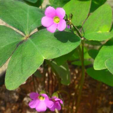 Oxalis articulata 'Liah'