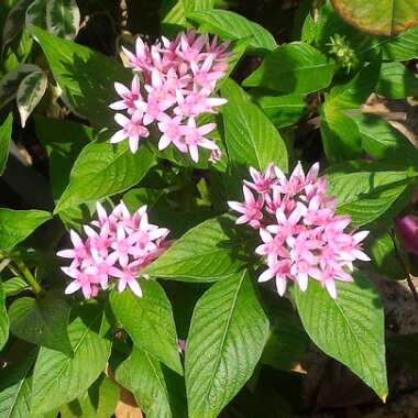 Pentas lanceolata 'Graffiti Pink'