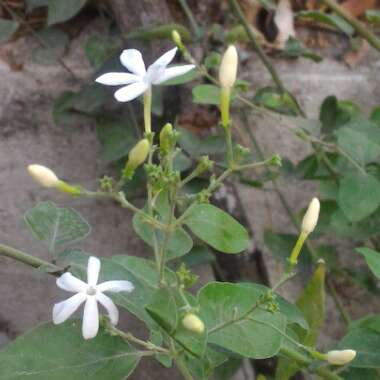 Jasminum auriculatum