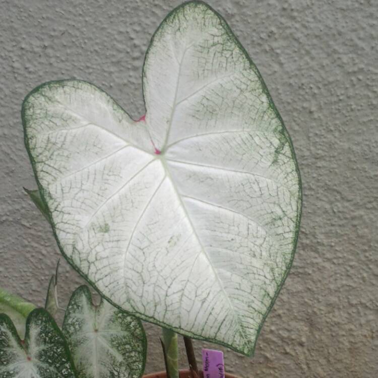 Plant image Caladium Candidum 'Moonlight'