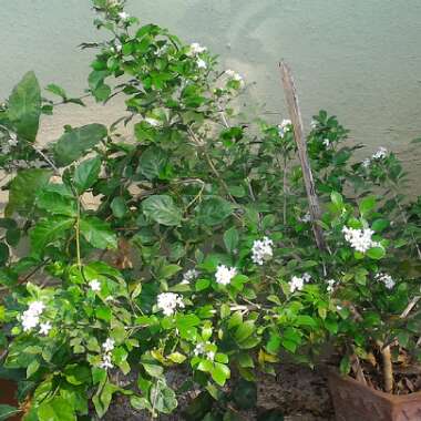 Murraya paniculata