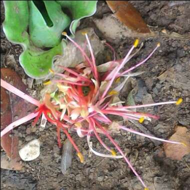 Scadoxus multiflorus subsp. katherinae