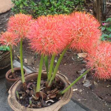 Scadoxus multiflorus subsp. katherinae