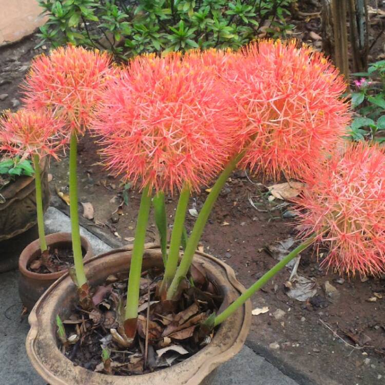 Plant image Scadoxus multiflorus subsp. katherinae