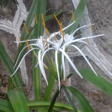 Hymenocallis littoralis