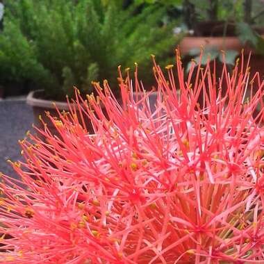 Scadoxus multiflorus subsp. katherinae