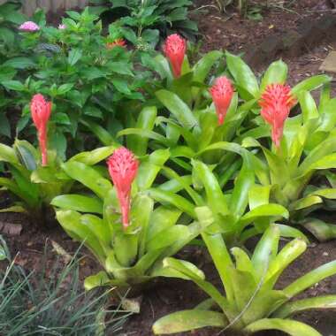 Billbergia pyramidalis