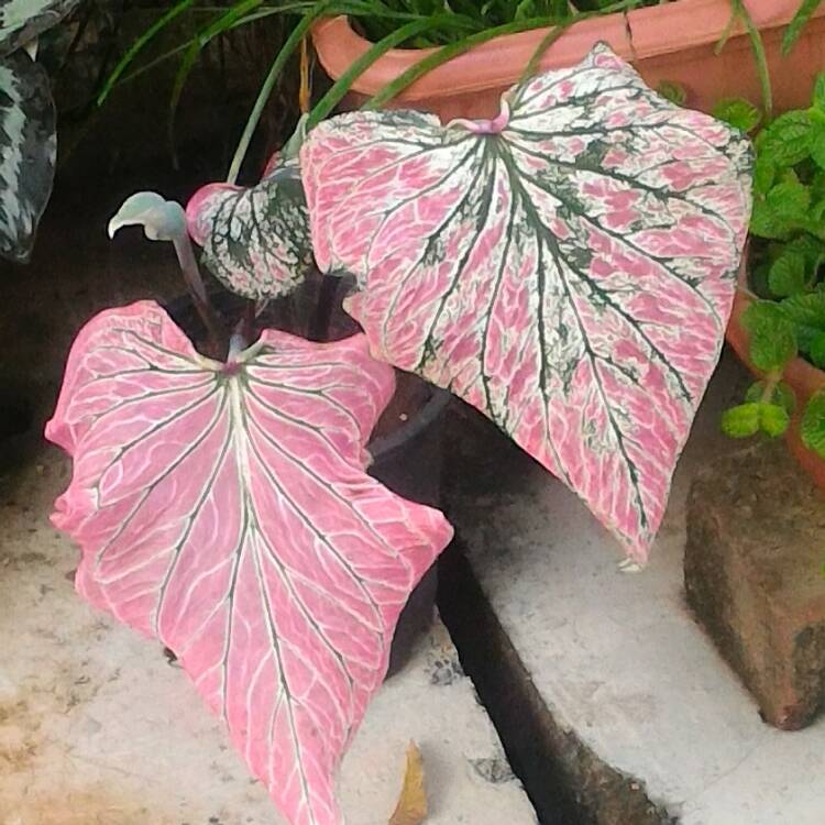 Plant image Caladium 'Kathleen'