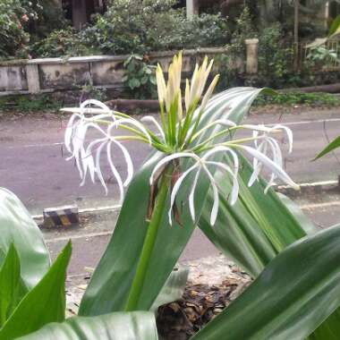 Crinum Asiaticum