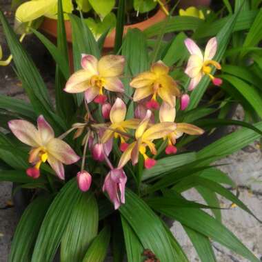 Spathoglottis plicata - Purple