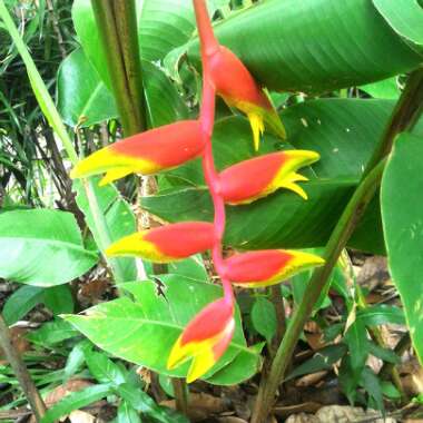 Heliconia Rostrata 'Inflorescence'