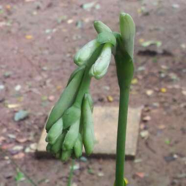 Polianthes tuberosa