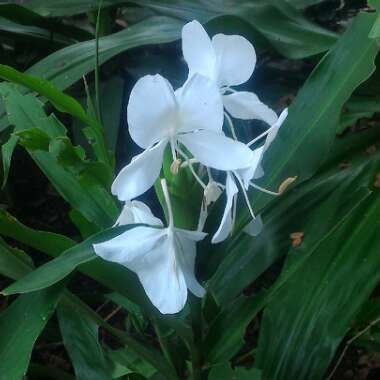 Hedychium coronarium