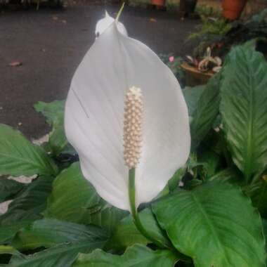 Spathiphyllum wallisii