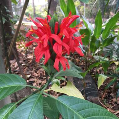 Justicia Coccinea syn. Pachystachys coccinea