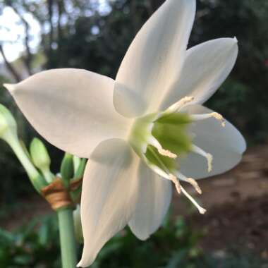 Eucharis amazonica