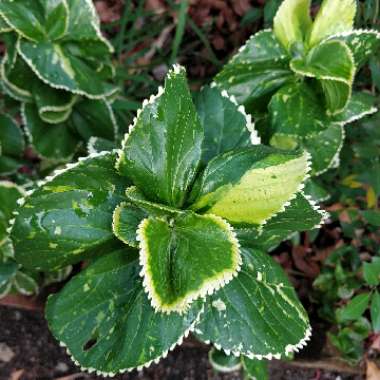 Acalypha wilkesiana forma circinata