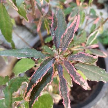 Acalypha godseffiana 'Firestorm'