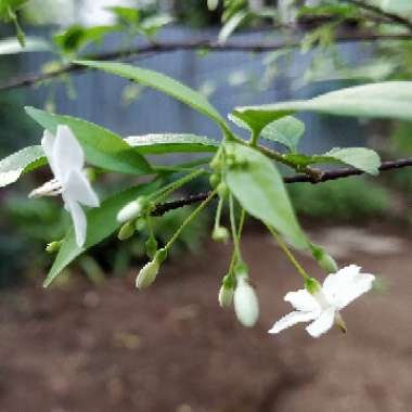 Wrightia religiosa