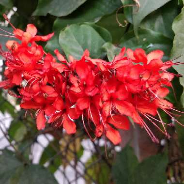 Clerodendrum splendens