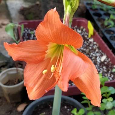 Hippeastrum puniceum