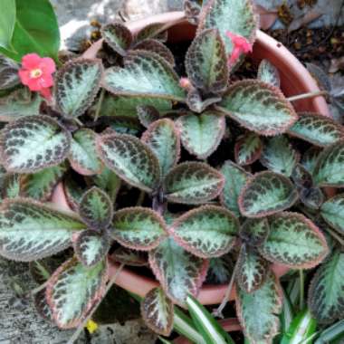 Episcia Cupreata