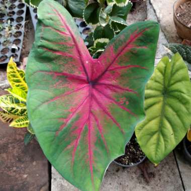 Caladium 'Red Flash'