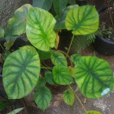 Alocasia clypeolata syn. Alocasia 'Green Shield', Alocasia clypeolata 'Green Shield'