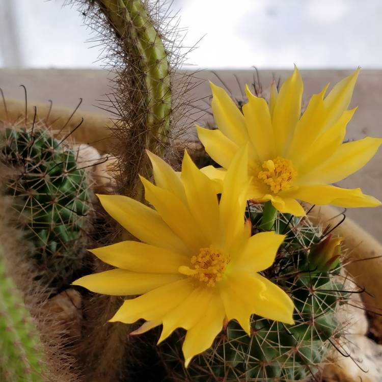 Plant image Mammillaria sphaerica syn. Mammillaria longimamma var. sphaerica