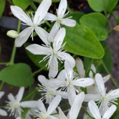 Clematis 'Terniflora'