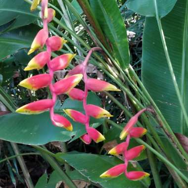 Heliconia Rostrata 'Inflorescence'