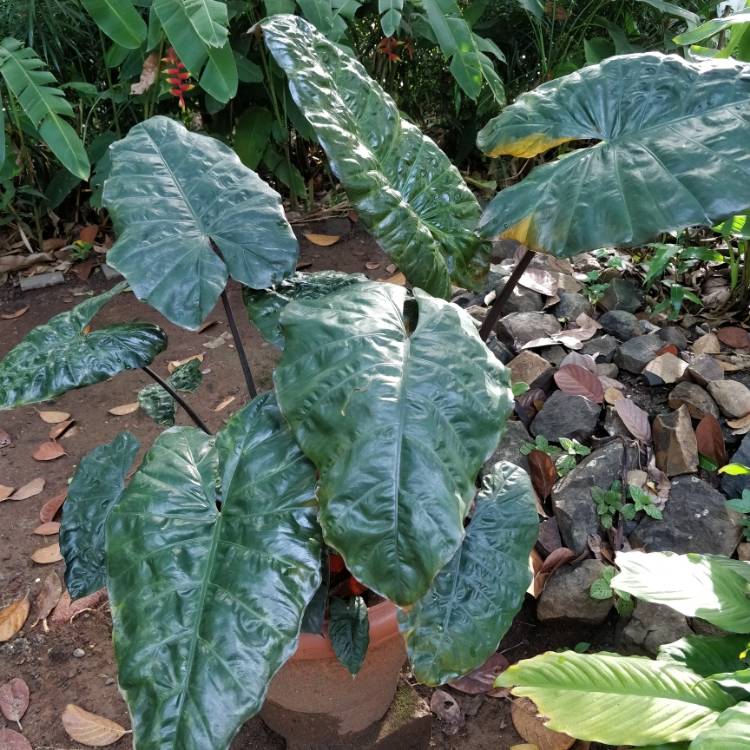 Plant image Alocasia Plumbea 'Nigra'