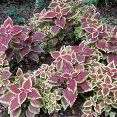 Solenostemon scutellarioides 'Kakegawa CE12' (Premium Shade Kong Series) syn. Solenostemon scutellarioides 'Premium Shade Kong Red'