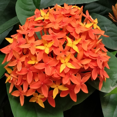 Ixora 'Coral Fire', Ixora 'Coral Fire' - uploaded by @drumadixit